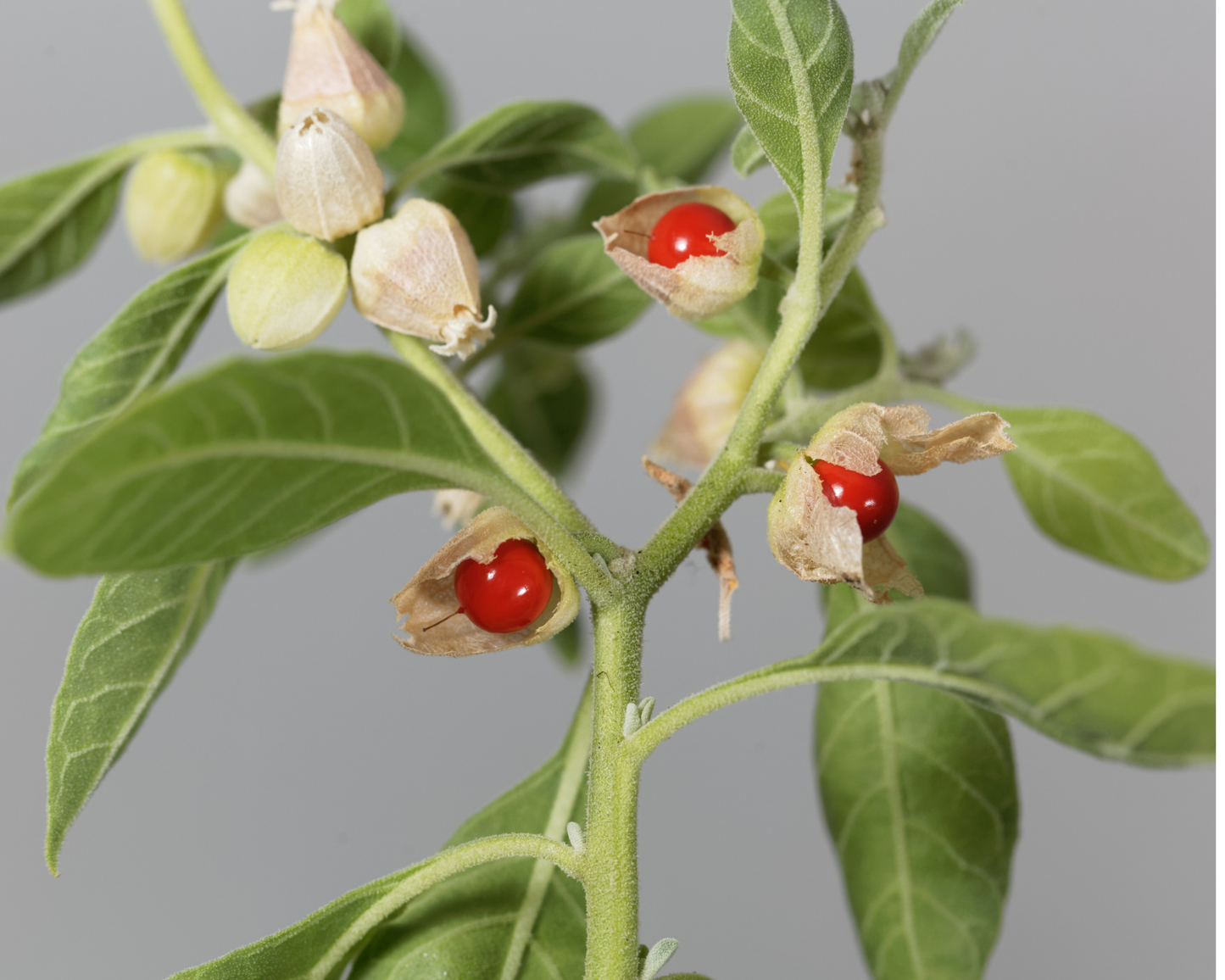 Organic Ashwagandha – Natural Support for Stress & Anxiety Relief