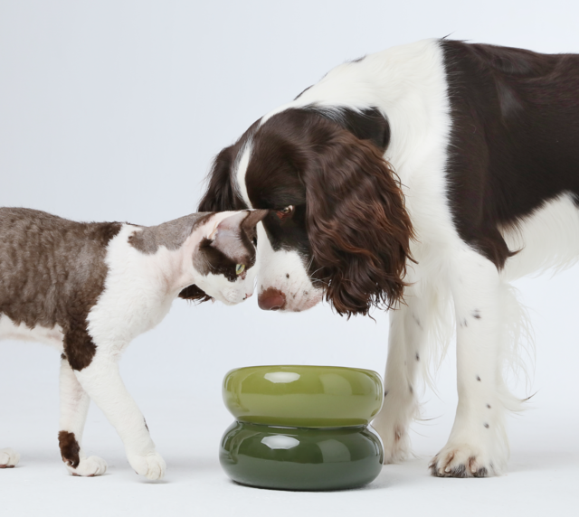 Elevated Soufflé Pet Bowl – Anti-Slip Ceramic Design (Avocado Green)