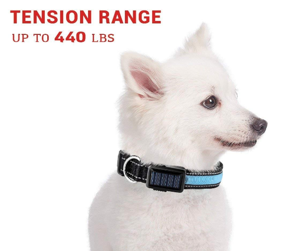 USB + Solar Rechargeable LED Dog Collar – Reflective & Weatherproof