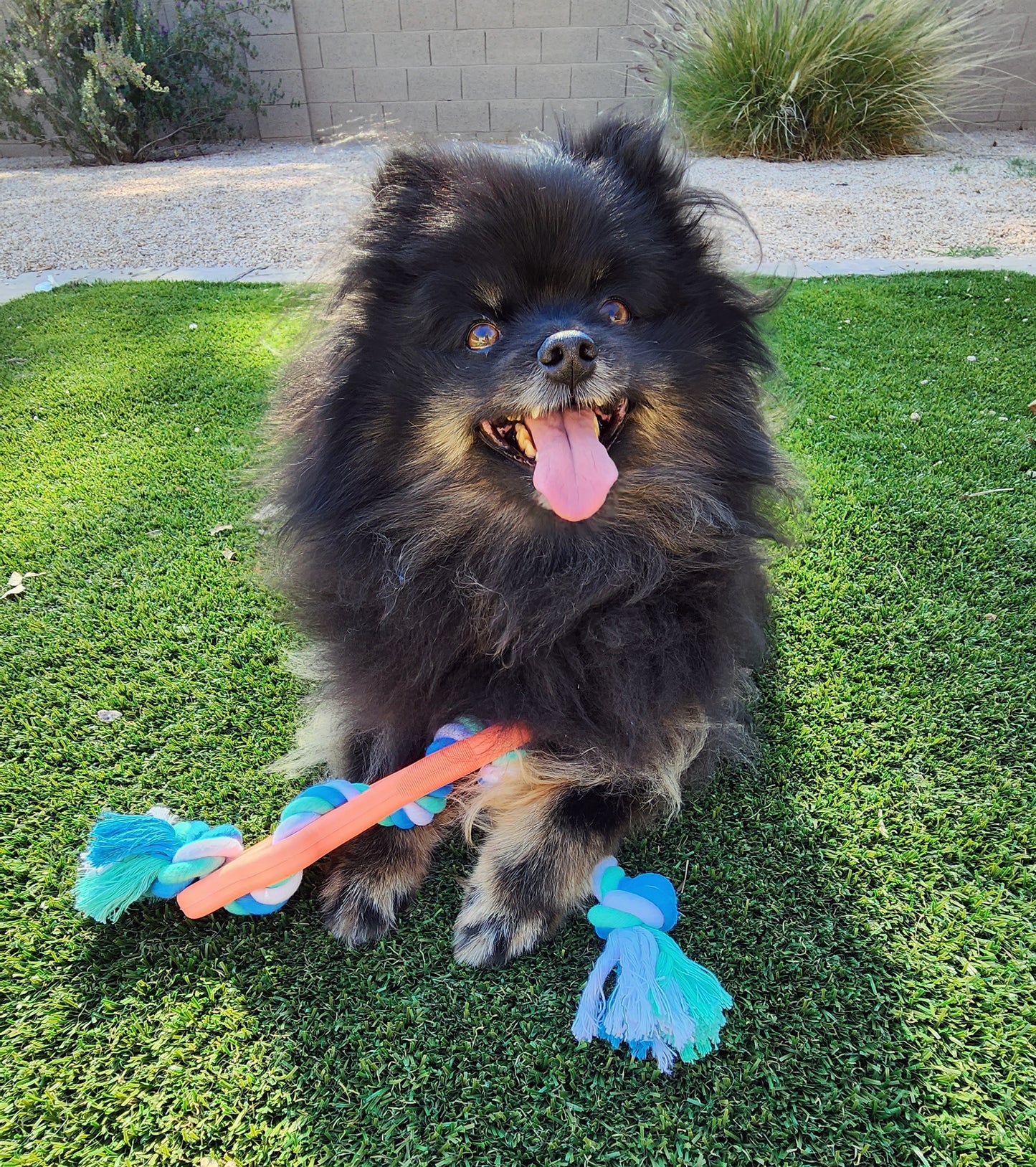 Durable Tug Rope Chew Toy for Active Dogs