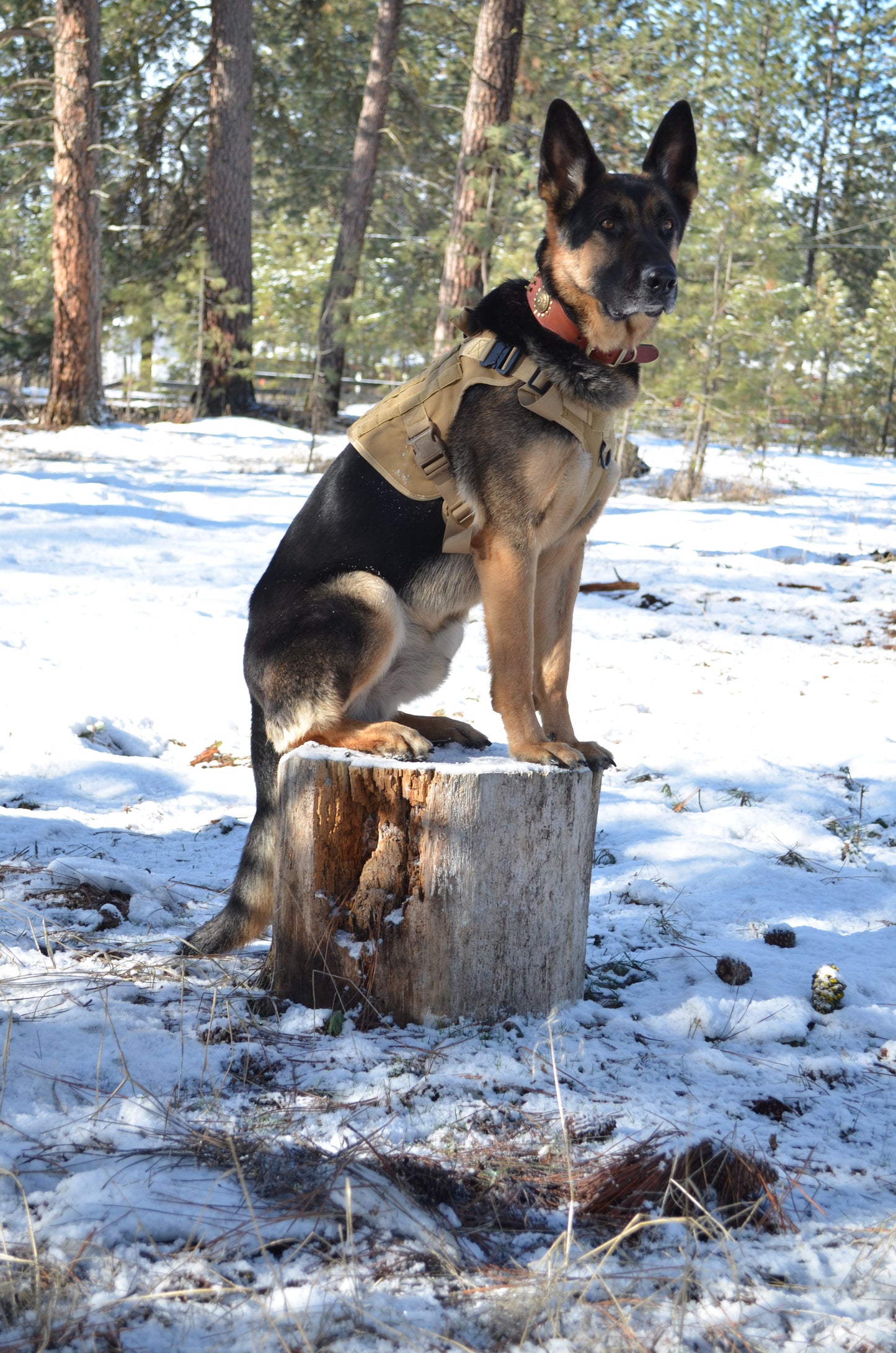 Military Dog Tactical Harness, Collar, and Leash Gear – Complete Set