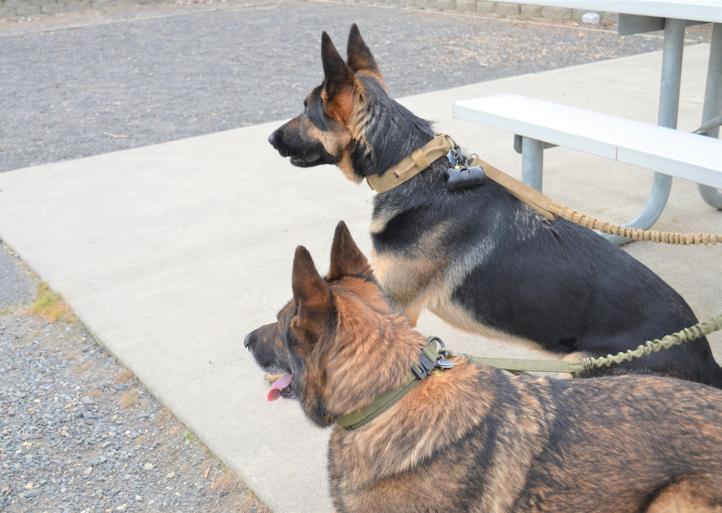 Military Dog Tactical Harness, Collar, and Leash Gear – Complete Set